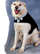 Tuxedo and Tails Dog Sweater